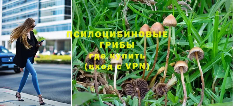 ссылка на мегу как войти  Абаза  Галлюциногенные грибы Psilocybine cubensis  купить  цена 